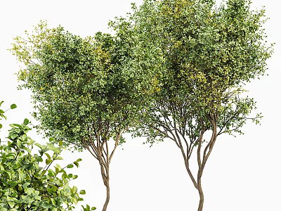 Lush Green Trees With Multiple Trunks And Dense Foliage In Natural Setting 3d model