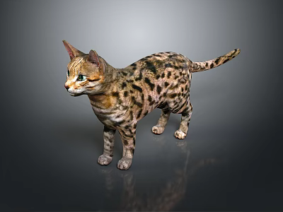 Spotted Brown Cat With Blue Eyes And Short Fur Standing On Gray Background 3d model