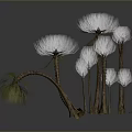Exotic Plants With Brown Stems And White Fluffy Tops Featuring Green Fine Leaves