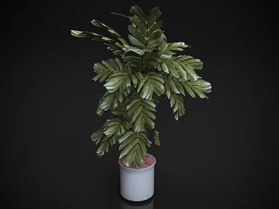 Potted Bonsai Plant With Lush Green Feathery Leaves In White Ceramic Pot 3d model