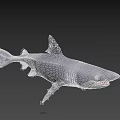 Gray Shark With Open Mouth And Sharp Teeth In Dark Background 3d model