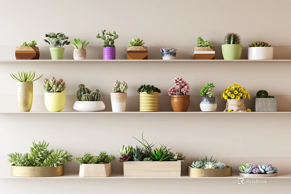 Diverse Colorful Succulent Plants Collection On Wooden Shelves With Decorative Pots 3d model 