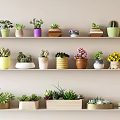 Diverse Colorful Succulent Plants Collection On Wooden Shelves With Decorative Pots