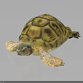 Tortoise with Yellow and Brown Patterned Shell on Black Reflective Surface