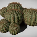 Group of Round Green Cacti with Sharp Spines on White Background 3d model