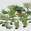 Arboreal Trees With Various Species And Forms In Natural Garden Landscape With Stones