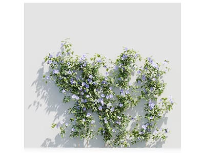 Modern Vine Plant 3d model
