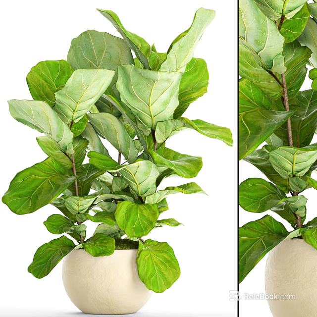 Indoor Fiddle Leaf Fig Potted Plant With Lush Green Leaves In White Pot 3d model 