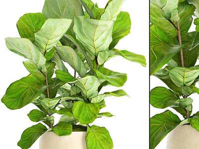 Indoor Fiddle Leaf Fig Potted Plant With Lush Green Leaves In White Pot 3d model