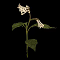 White Flowering Plant with Spotted Leaves Against Black Background
