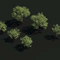 jujube tree 3d model