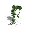 Potted Plant With Hanging Green Leaves And Trailing Vines In White Pot On White Stand