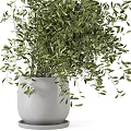 Bonsai Potted Plant with Lush Green Leaves in White Ceramic Pot for Home Indoor Decor