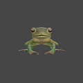 Green Flying Frog With Large Eyes Slim Body And Webbed Feet In Natural Habitat