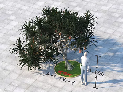Dracaena Tree 1.8 Meters Tall 1.5 Meters Diameter Base On Gray Square Tile Floor 3d model