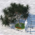 Dracaena Tree 1.8 Meters Tall 1.5 Meters Diameter Base On Gray Square Tile Floor
