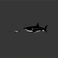 Large Black Shark With Open Mouth And Sharp Teeth Near Small Fish On Water Surface