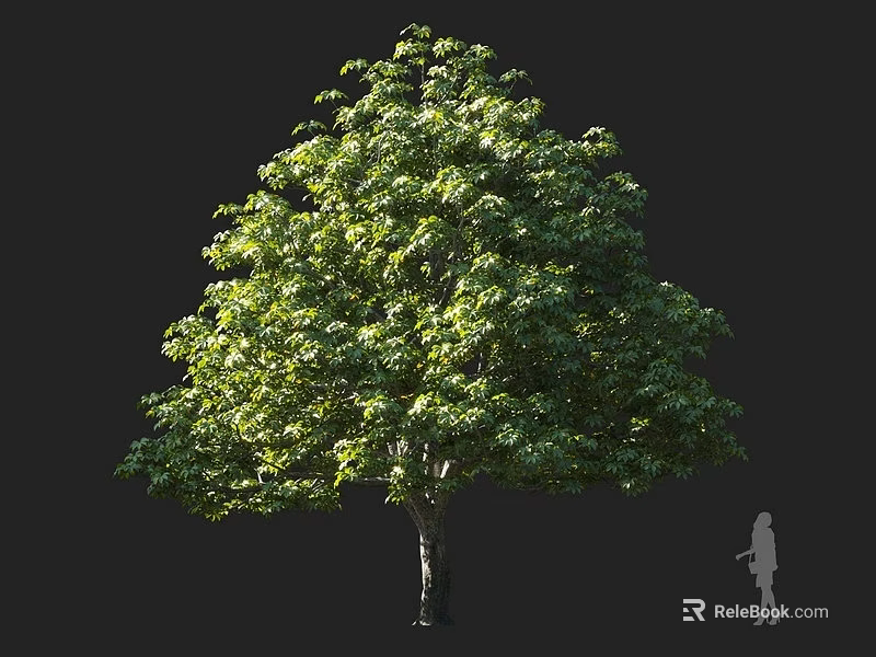 Tall Arbor with Lush Green Leaves Broad Canopy and Human Silhouette for Scale 3d model 