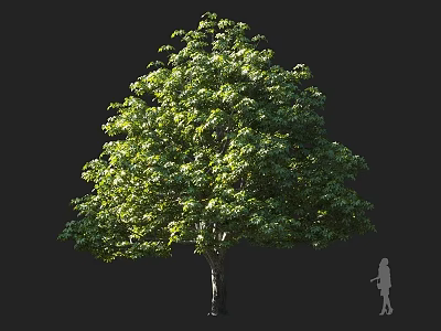 Tall Arbor with Lush Green Leaves Broad Canopy and Human Silhouette for Scale 3d model