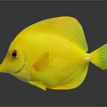 Vibrant Yellow Fish With Round Body Green Tail Red Eyes And Reflection On Gray Background