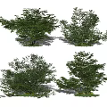 modern shrub landscape tree green plant shrub dwarf tree 3d model
