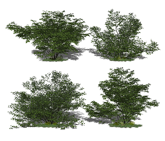 modern shrub landscape tree green plant shrub dwarf tree 3d model