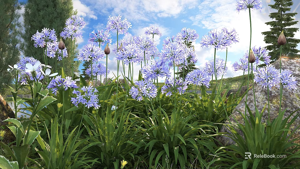 Blue Agapanthus Flowers in Outdoor Garden with Green Leaves Blue Sky and White Clouds 3d model 