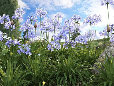 Blue Agapanthus Flowers in Outdoor Garden with Green Leaves Blue Sky and White Clouds 3d model