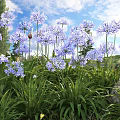 Blue Agapanthus Flowers in Outdoor Garden with Green Leaves Blue Sky and White Clouds