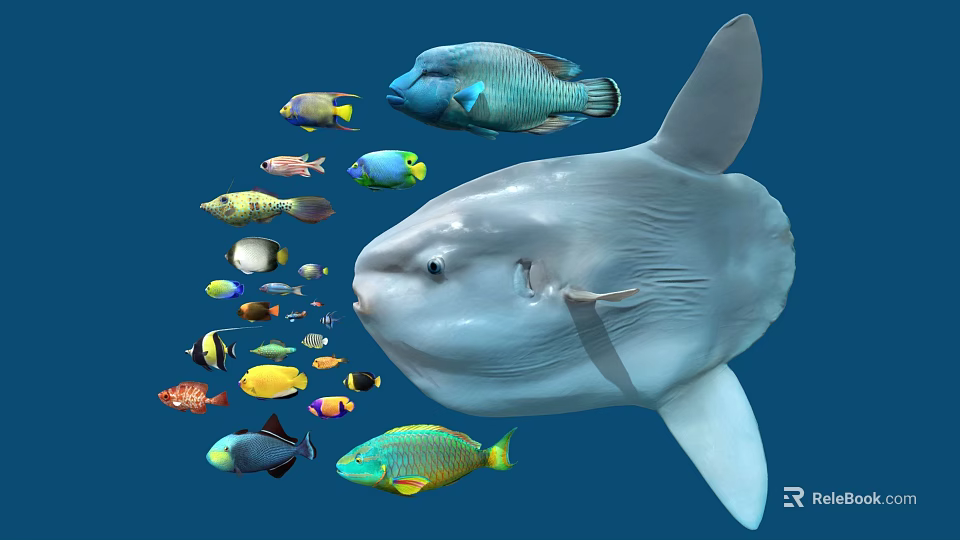 Giant Mola Mola and Colorful Small Fish Swimming in Underwater Ocean Scene with Various Aquatic Species 3d model 