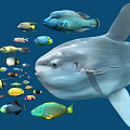 Giant Mola Mola and Colorful Small Fish Swimming in Underwater Ocean Scene with Various Aquatic Species