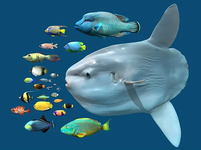 Giant Mola Mola and Colorful Small Fish Swimming in Underwater Ocean Scene with Various Aquatic Species 3d model