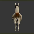 Cute Llama With Light Brown And White Fur Standing On Gray Background
