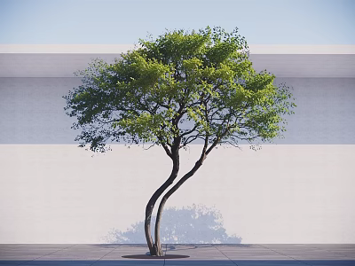Lush Green Arbor With Curved Trunks Against White Wall Gray Ground And Blue Sky 3d model