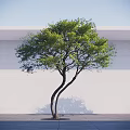 Lush Green Arbor With Curved Trunks Against White Wall Gray Ground And Blue Sky
