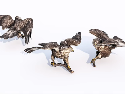 Three Realistic Eagles with Spread Wings Displaying Lifelike Flight Poses in Detailed Models 3d model