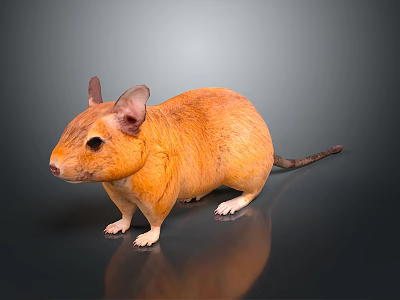 Orange Mouse With Large Ears White Paws And Black Eyes On Dark Background 3d model