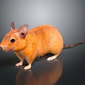 Orange Mouse With Large Ears White Paws And Black Eyes On Dark Background