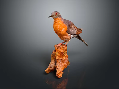 Beautiful Pigeon With Orange Chest And Gray Wings Perched On Tree Stump 3d model