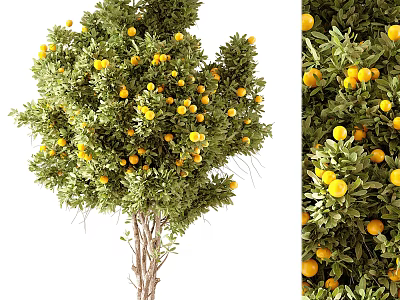 Orange Tree with Lush Green Leaves and Ripe Yellow Fruits 3d model