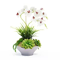 Bonsai Potted Plant Featuring White Orchids Green Grass Succulents Moss And Small Stones