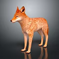 Light Brown Coyote Standing With Erect Ears And Shiny Fur On Dark Surface