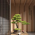 Artistic Bonsai Pine Tree With Curved Trunk Green Foliage In Decorative Pot And Wooden Background