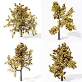 Four Different Arbor Varieties With Golden Foliage And Natural Shapes