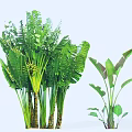 Tall Trees With Lush Green Leaves And Thick Trunks In Natural Garden