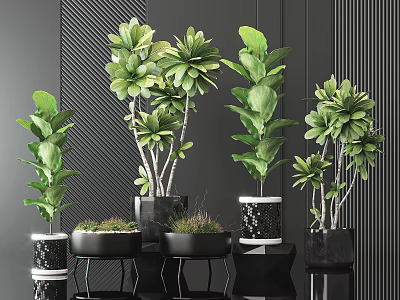 Multiple Green Potted Plants In Black Stylish Pots For Modern Indoor Decor 3d model
