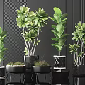 Multiple Green Potted Plants In Black Stylish Pots For Modern Indoor Decor