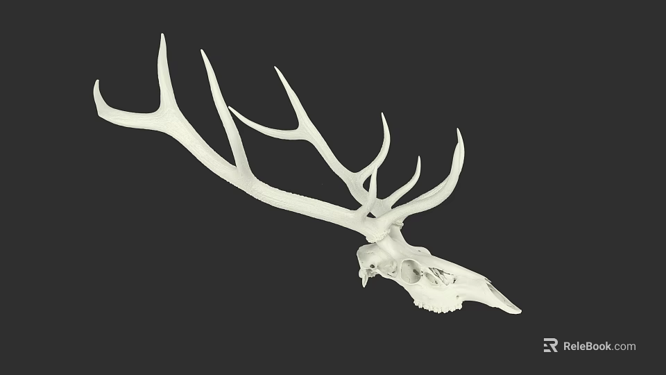 White Deer Skull With Large Antlers As Wall Decor Art Piece 3d model 