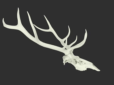 White Deer Skull With Large Antlers As Wall Decor Art Piece 3d model