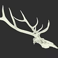 White Deer Skull With Large Antlers As Wall Decor Art Piece